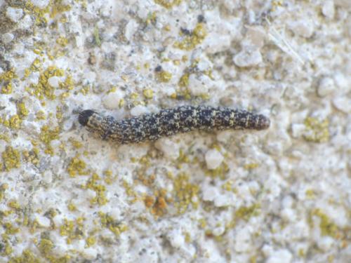 Réf. 273 142 : Enolmis sp.